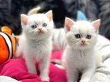 British Shorthair White