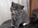 Biricik Kızımız Yeni Yuvasını Arıyor