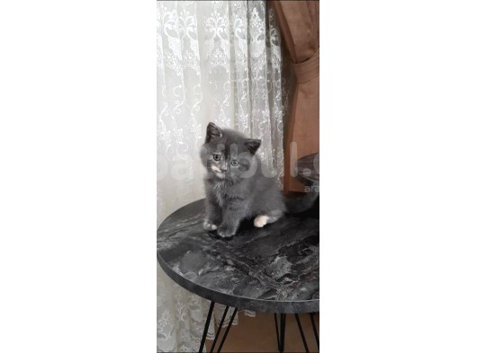 Biricik Kızımız Yeni Yuvasını Arıyor görsel