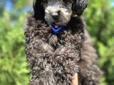 Yakışıklı Silver Poodle Yavrumuz :)