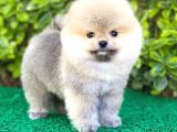 Yavru Pomeranian Boo