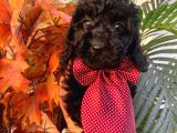 Micro Chipli Pasaportlu Toy Poodle Yavrular Siyah Inci