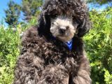 Yakışıklı Silver Poodle Yavrumuz :)