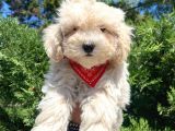 Güzel Maltipoo Bebeklerimiz  :)