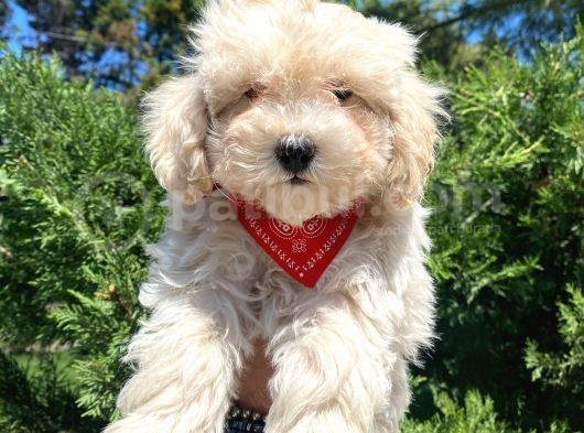 Sevimli Maltipoo Yavrumuz :)