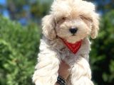 Güzel Maltipoo Bebeklerimiz  :)