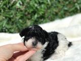 TÜRİYEDE İLK! Harlequin Toy Poodle