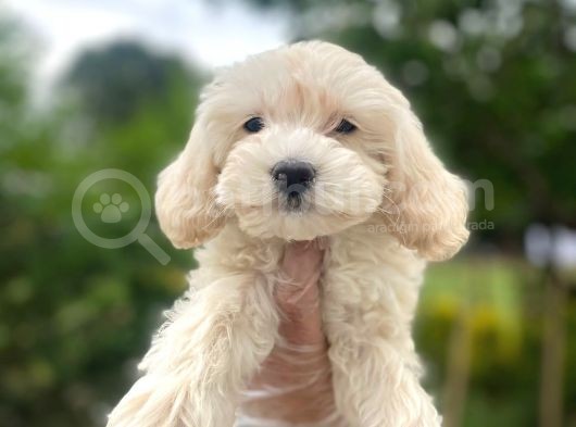 Sevimli Maltipoo Bebekler :) görsel