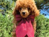 Yakışıklı Red Toy Poodle Yavrumuz :)