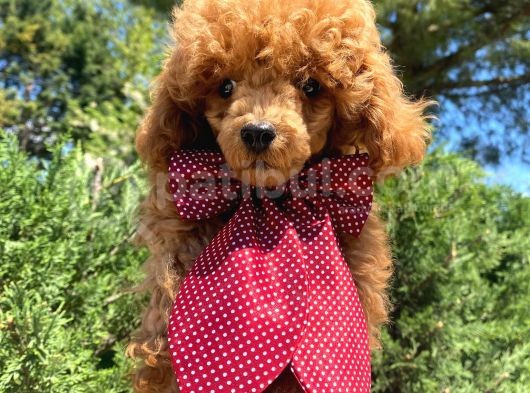 Yakışıklı Red Toy Poodle Yavrumuz :) görsel