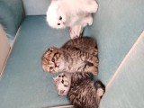 Bebek Yüzlü Scotish Fold Minik Yavrumuza Yuva Arıyoruz