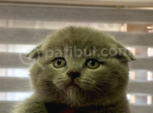Lilac Ve Blue Bebekler görsel