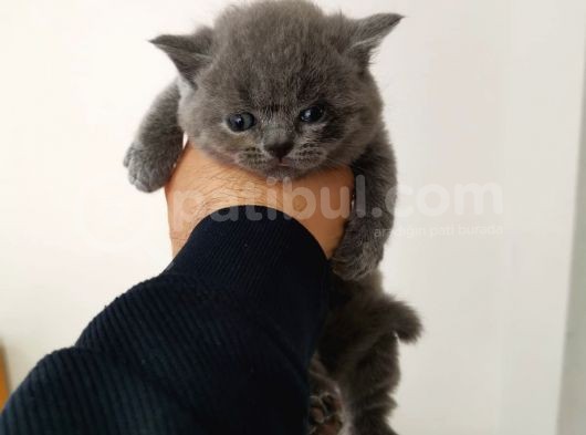 Lilac Ve Blue Bebekler görsel