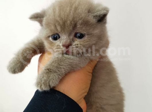 Lilac Ve Blue Bebekler görsel