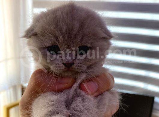 Lilac Ve Blue Bebekler