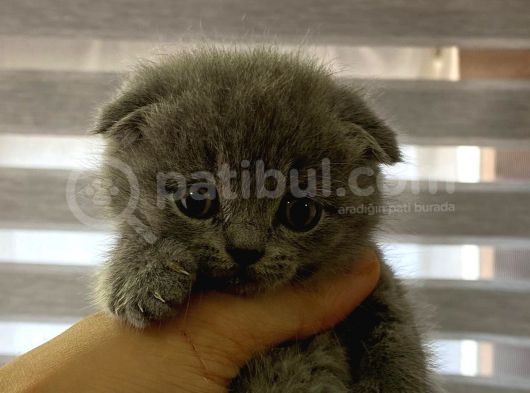 Lilac Ve Blue Bebekler görsel
