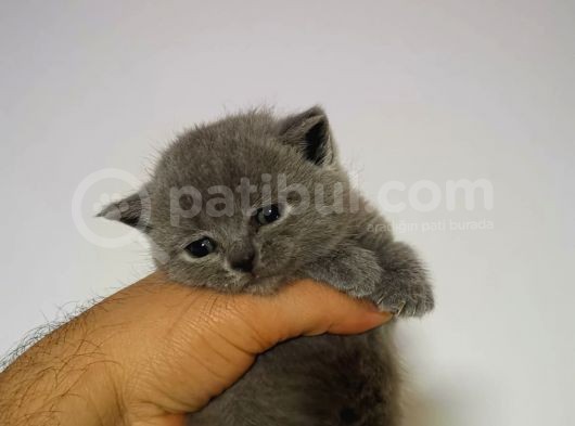 Lilac Ve Blue Bebekler görsel