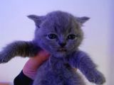 Lilac Ve Blue Bebekler