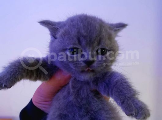 Lilac Ve Blue Bebekler görsel