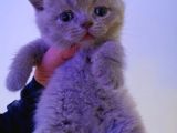 Lilac Ve Blue Bebekler