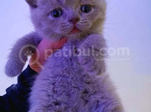 Lilac Ve Blue Bebekler görsel