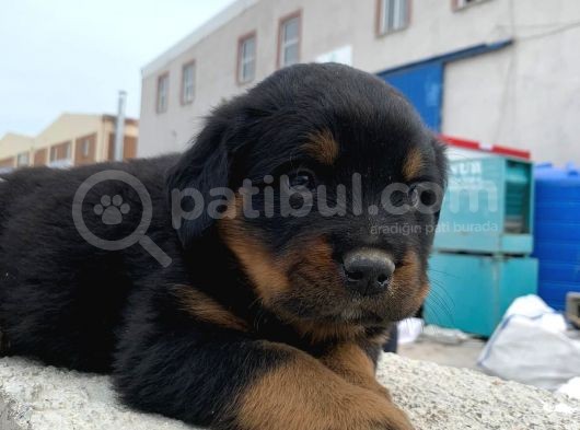 Macar Rottweiler Yavrularımız görsel