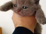 Lilac Ve Blue Bebekler