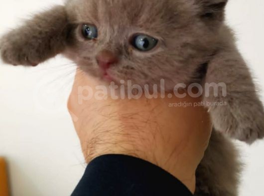 Lilac Ve Blue Bebekler görsel