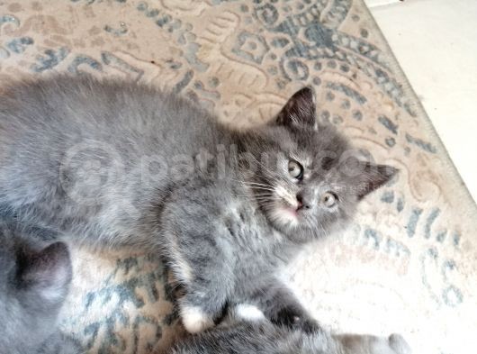 Biricik Kızımız Yeni Yuvasını Arıyor görsel