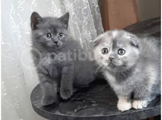 Biricik Kızımız Yeni Yuvasını Arıyor görsel