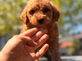 Red Brown Toy Poodle Yavrular