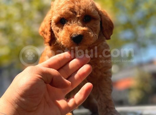 Red Brown Toy Poodle Yavrular