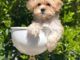 A Kalite Morkie Yavrularimiz İrk Garantili