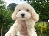 Orjinal Maltipoo Yavrular