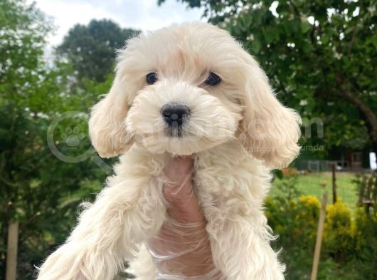 Orjinal Maltipoo Yavrular görsel