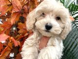 Maltipoo Bebeklerimiz