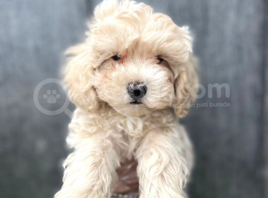 Maltipoo Bebeklerimiz