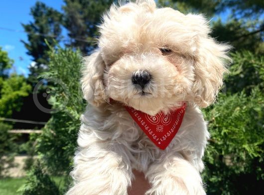 Orjinal Maltipoo Bebekler :) görsel