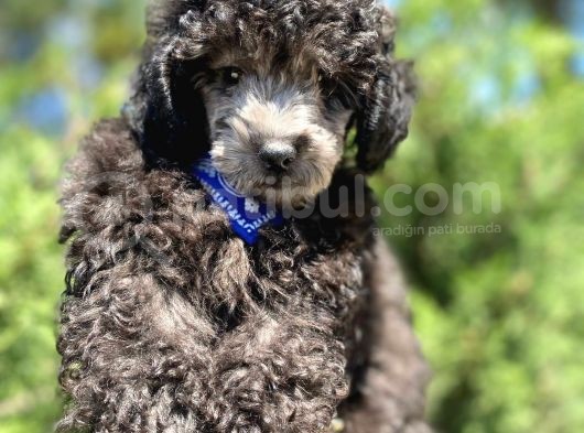 Micro Chipli Pasaportlu Yakışıklı Silver Toy Poodle Yavrumuz görsel