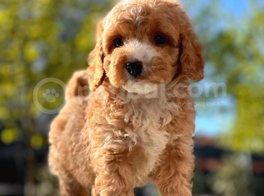 Mi̇ni̇ Toy Poodle Yavrular görsel