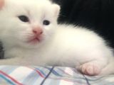 Scottish Fold Kedimin Yavrularını Sahiplendiriyorum