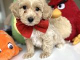 Maltipoo Bebeklerimiz