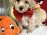 Orjinal Maltipoo Yavrular