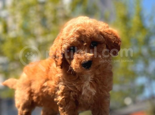 Red Brown Toy Poodle Yavrular görsel