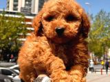 Red Brown Toy Poodle Yavrular