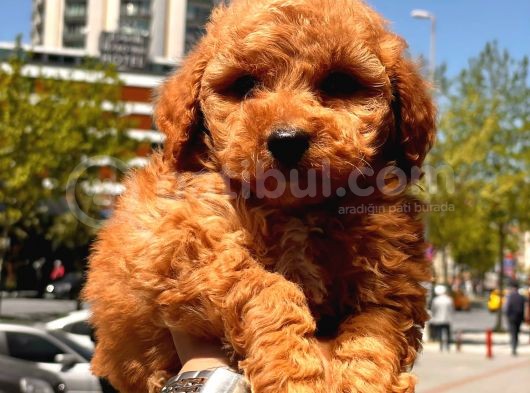 Red Brown Toy Poodle Yavrular görsel