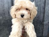 Orjinal Maltipoo Yavrular