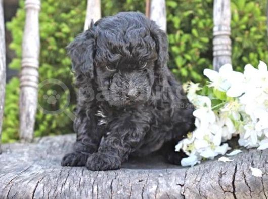 Pasaportlu Micro Chipli Toy Poodle Siyah Inci Bebek :)