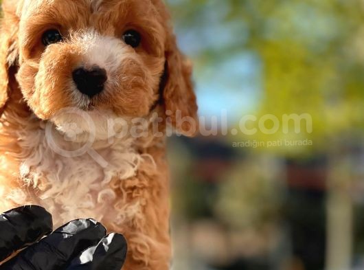 Mi̇ni̇ Toy Poodle Yavrular görsel