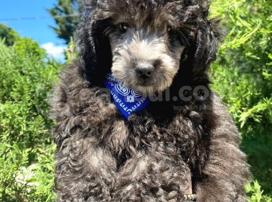 Micro Chipli Pasaportlu Silver Toy Poodle Yavrumuz :) görsel